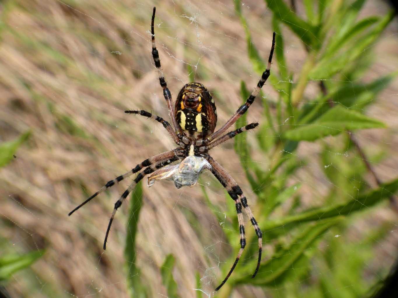 Argiope bruennichi - Udine (UD)